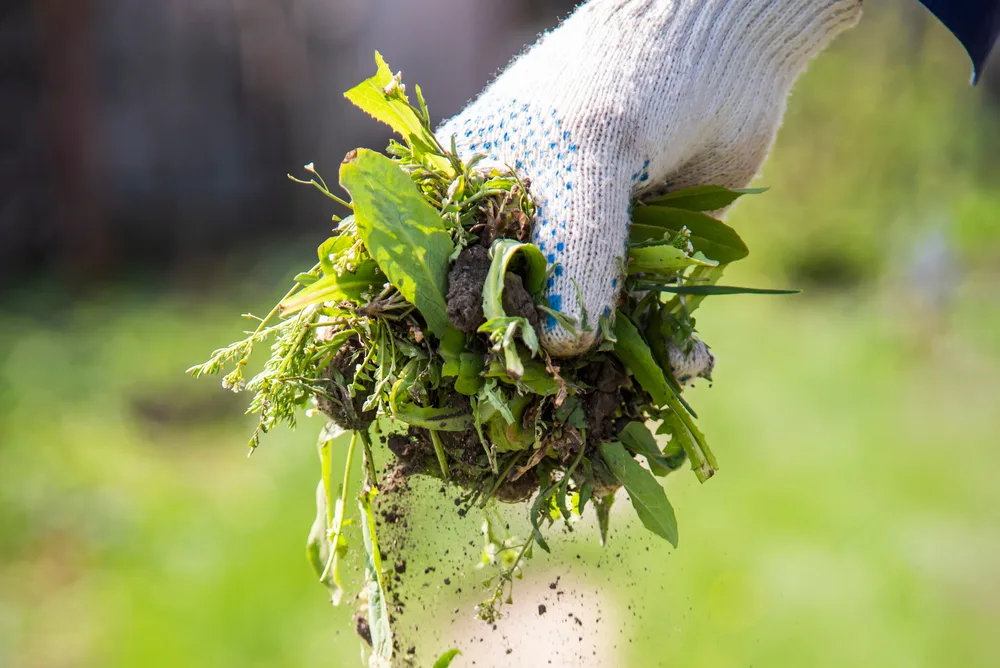 quitar-malas-hierbas